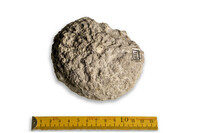 F 03134
<br/>
<br/>
<em></em>